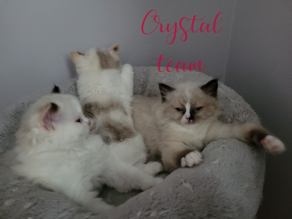 Kocurek ragdoll gotowy do zmiany domku.!