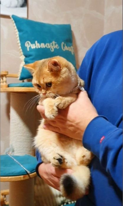 Золотой плюшевый британец шиншилла