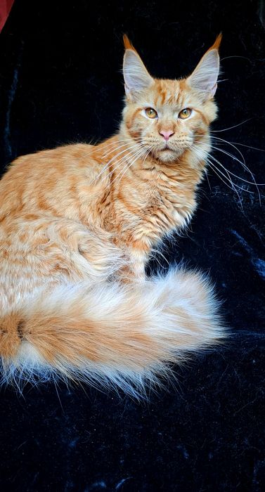Мальчик Абрикос мейн кун