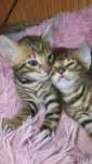 Bengal, toyger. Kot bengalski
