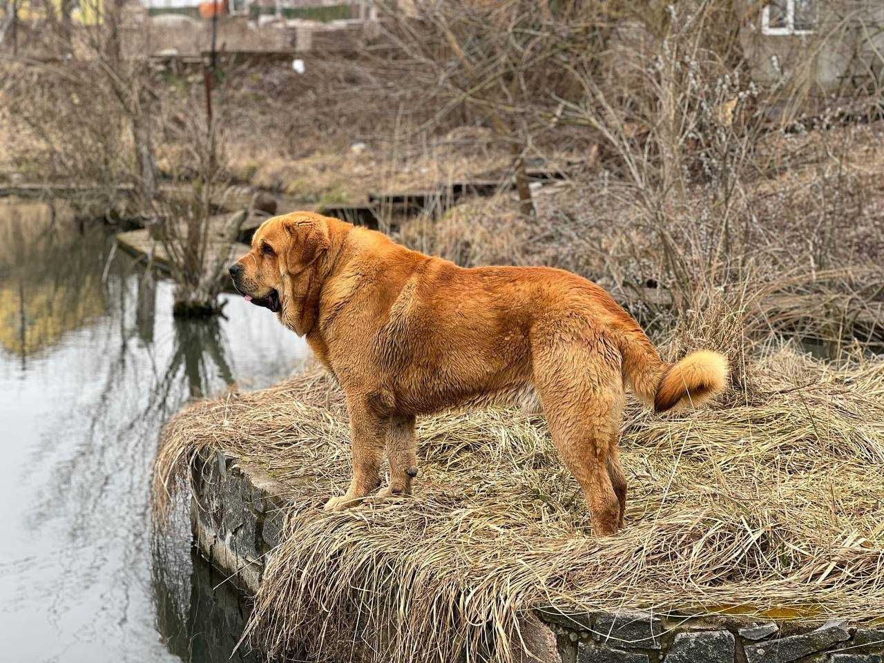 Испанский мастиф. Вязка