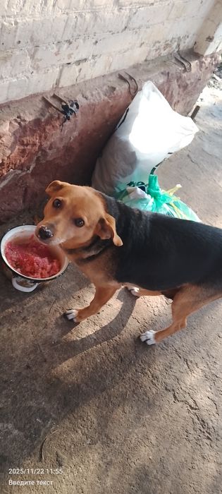 Отдам бесплатно цуценят