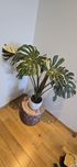 Monstera Thai Constellation Big Form!!!