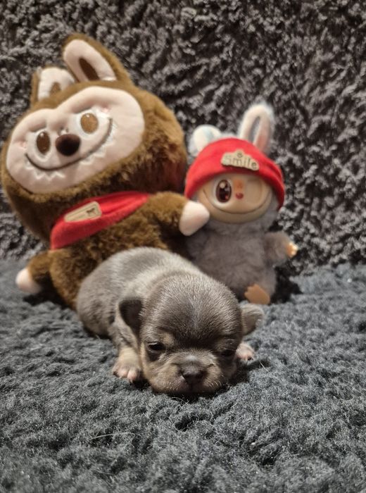Chihuahua krótkowłosy BLUE & TAN z rodowodem ZKwP