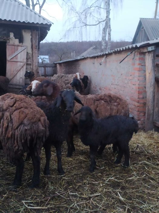 Вівці курдючної породи для розведення.