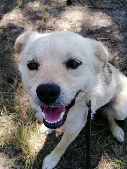 ŻUREK młody spokojny piesek poleca się do adopcji