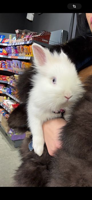 Кролик с клеткой