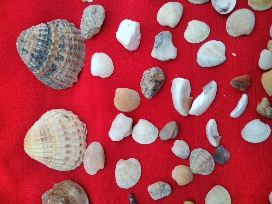 1 пакетом ракушки камешки в аквариум