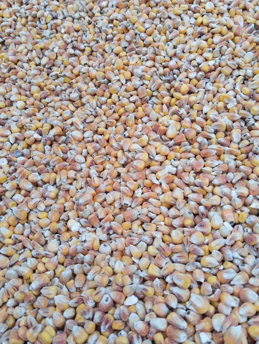 Kukurydza Paszowa, 25 kg – Najwyższa Energia dla Twojego Stada!