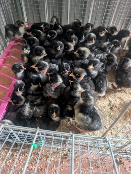 Pintos pedrês português , Jersey e Brahma