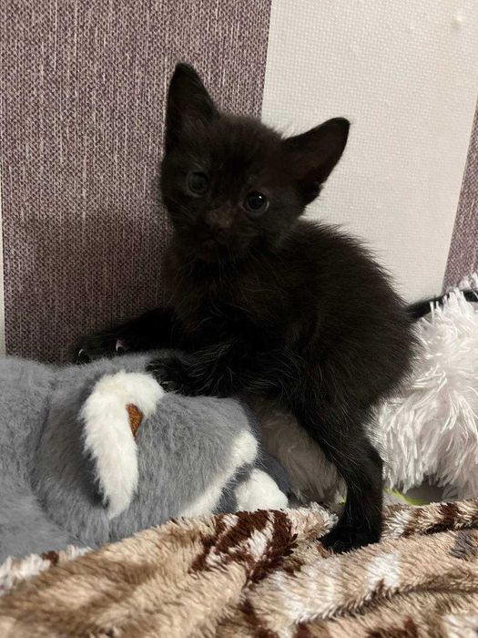 Віддам у добрі руки кошенят, кіт, Кот, котик