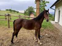Sprzedam ogierka KWPN „kobi”