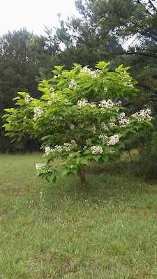 Botaniczna Surmia bignoniowa  - Katalpa , sadzonka w doniczce 2letnia