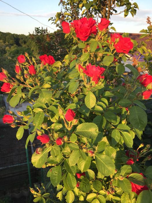 Кооператив Барвінок