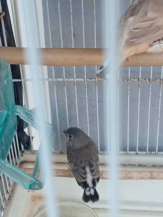 Vendo mandarins 6 euros cada um