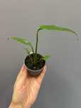 Monstera Burle Marx Flame