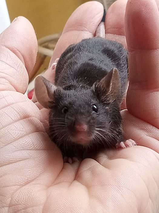 Mysz japońska,rasowa SAMICE sh black myszy myszka myszki