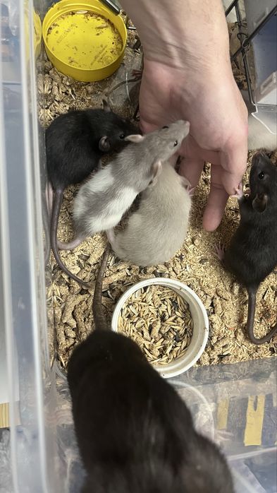 Крысы дамбоухие,ручные,Харьков