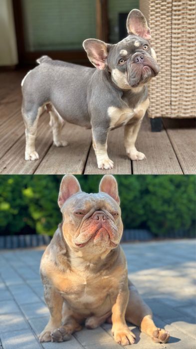 Buldog francuski lilac tan piesek