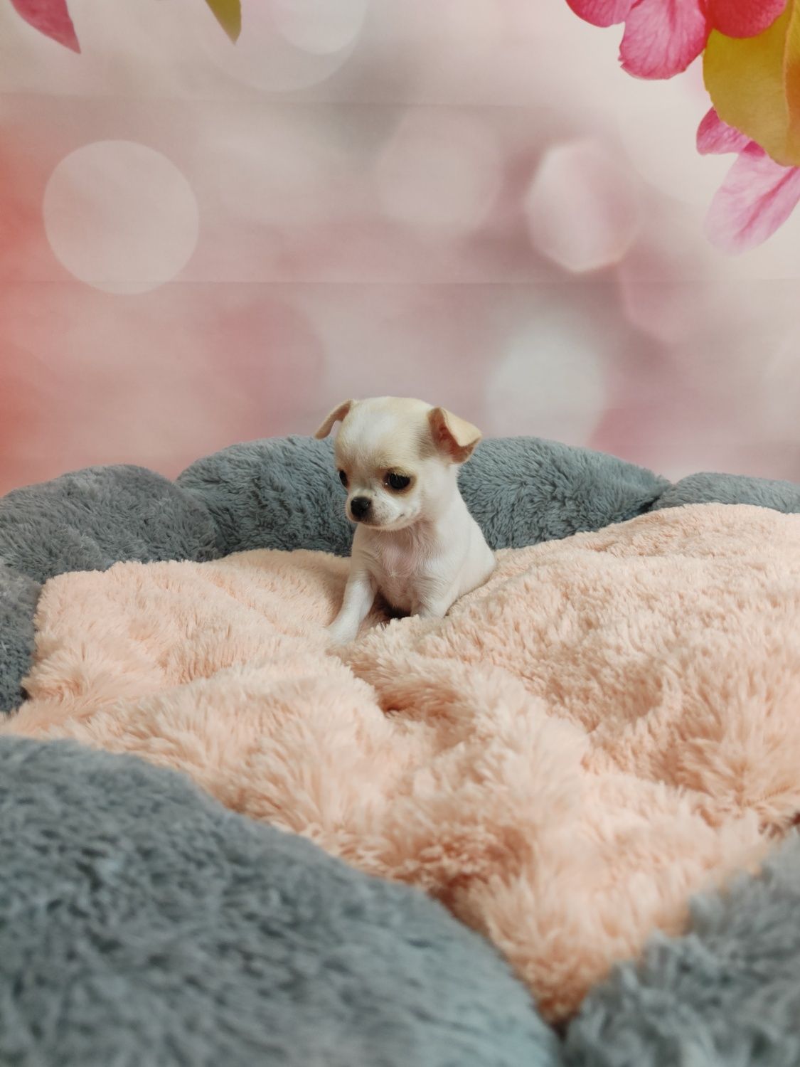 Śliczna mała sunia Chihuahua