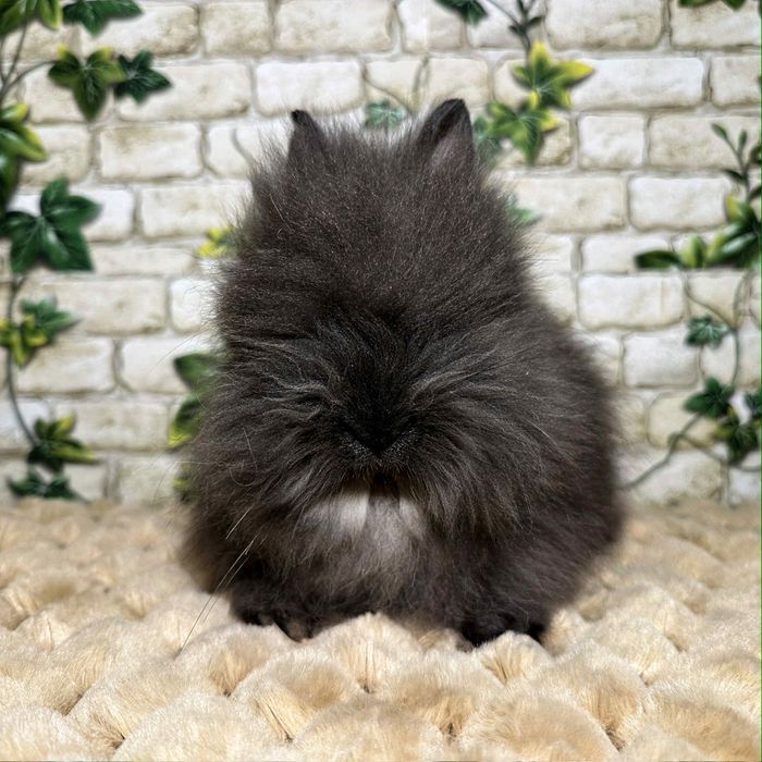 Króliczki miniaturki Karzełki Teddy