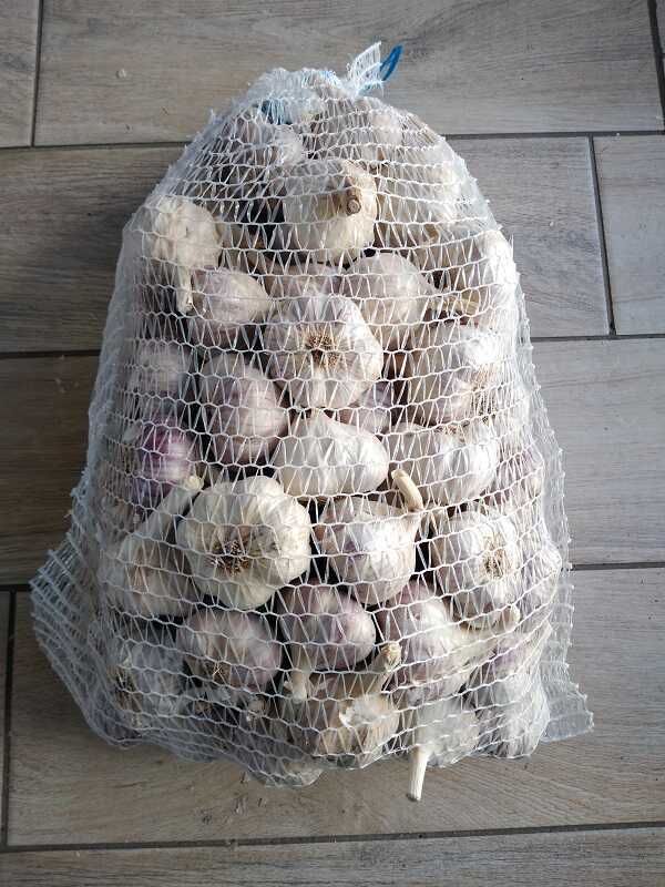 Czosnek Zimowy Harnaś 5kg (Ozimy), do Sadzenia, Kwalifikowany