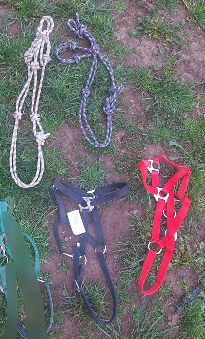 Kantar halter nowe