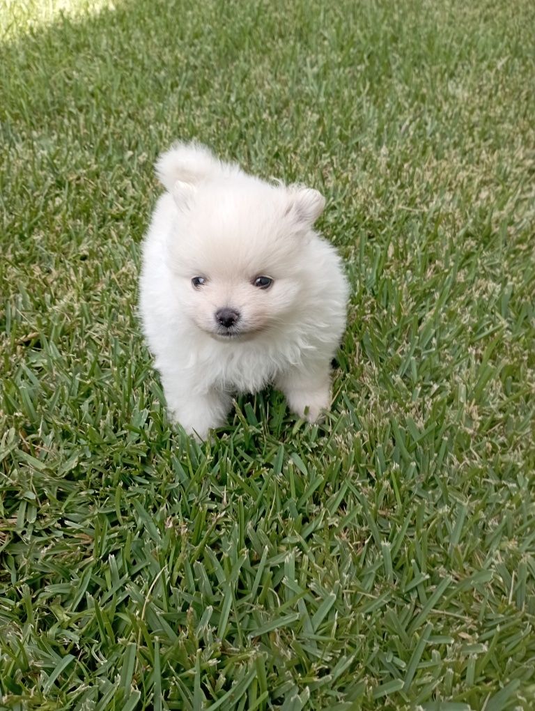 Lulu da Pomerânia miniatura