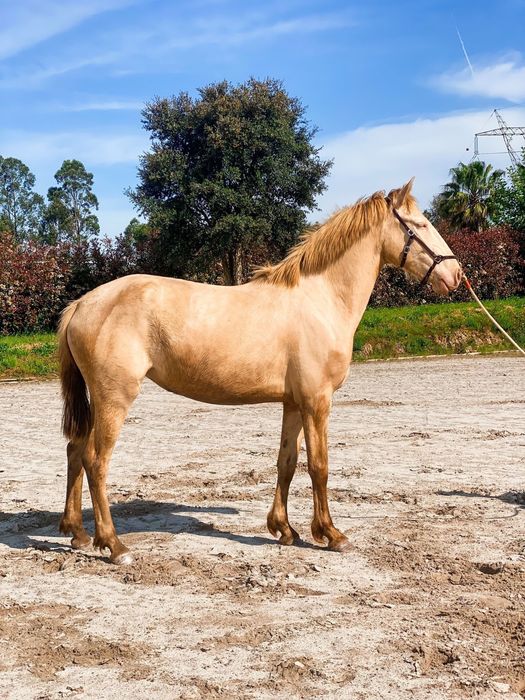 EGUA LUSITANA PELAGEM ISABEL