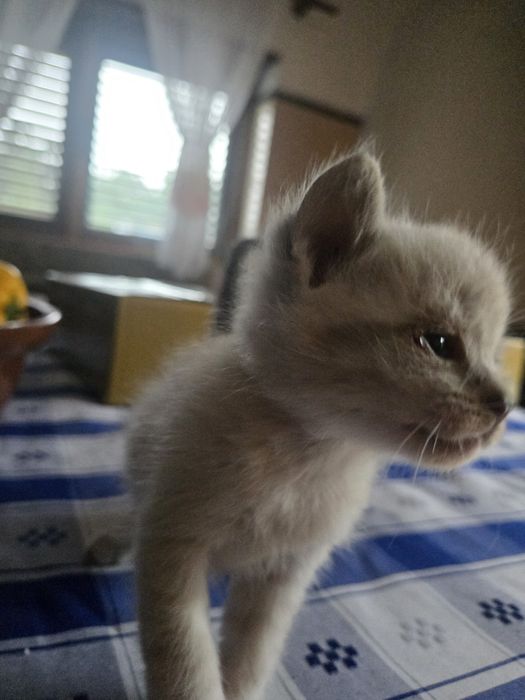 Gatos para dar ideal para crianças