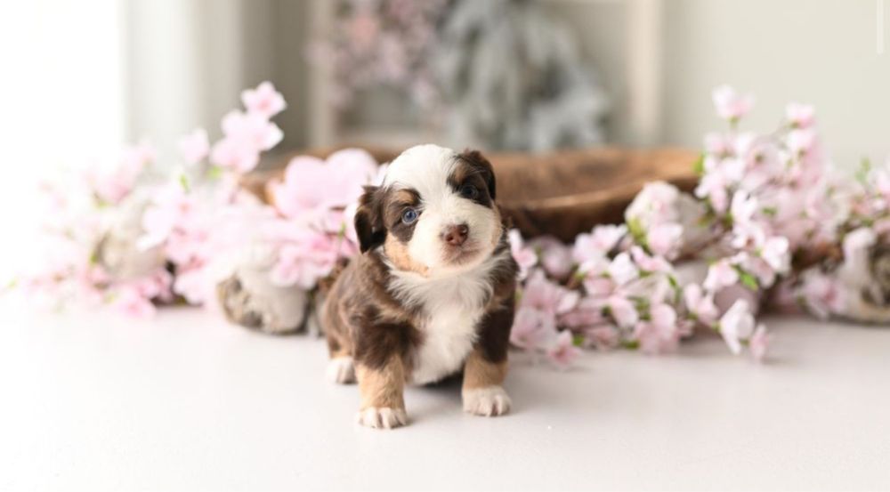 Miniaturowy Owczarek Amerykański / suczka / red tri