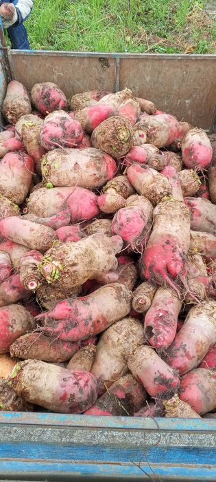 Кормові буряки..