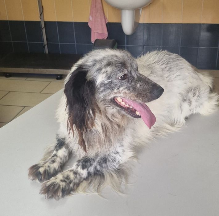 Tobie, Pani się wyprowadziła i Go zostawiłam.