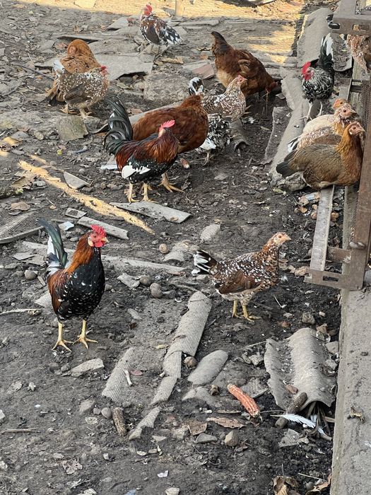 Кури та півні породи Амереканки