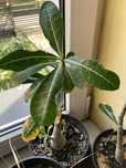 Róża pustyni Adenium Obesum.
