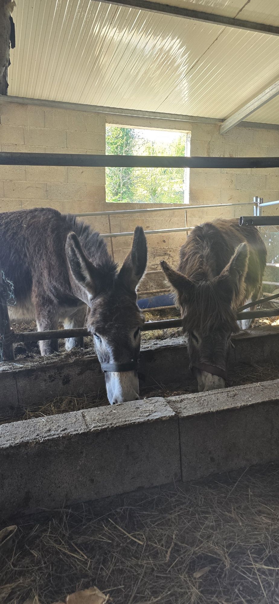 Casal de burros mansos