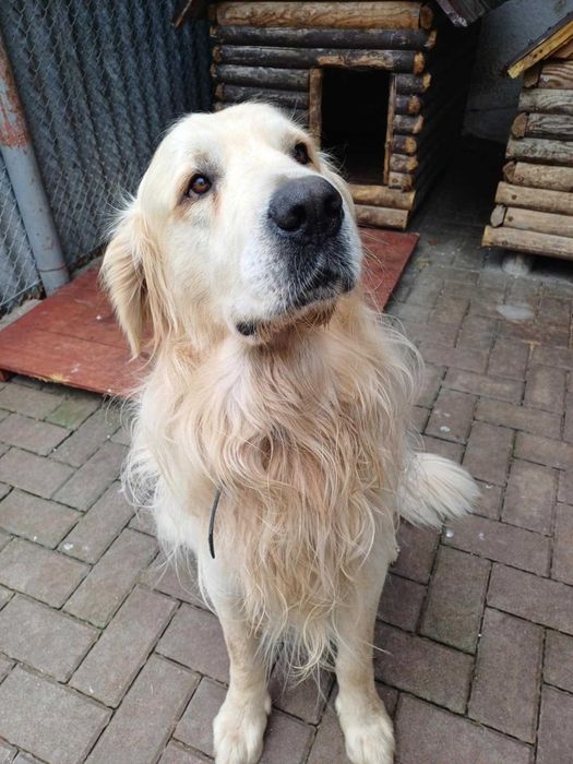 Goldi pies piesek gloden retriever w typie golden retriever szuka domu