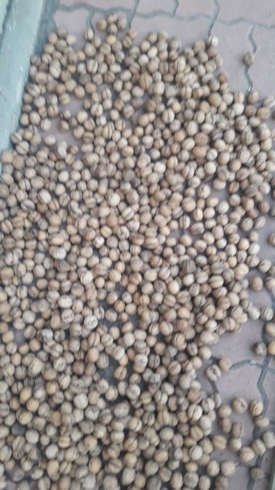 Грецькі, ліщина горіхи 24 рік 10кг