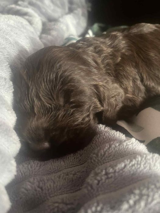 Cocker spaniele angielskie z rodowodem