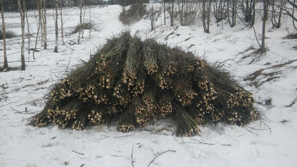 Sprzedam Faszynę, Kiszke faszynową Rębak