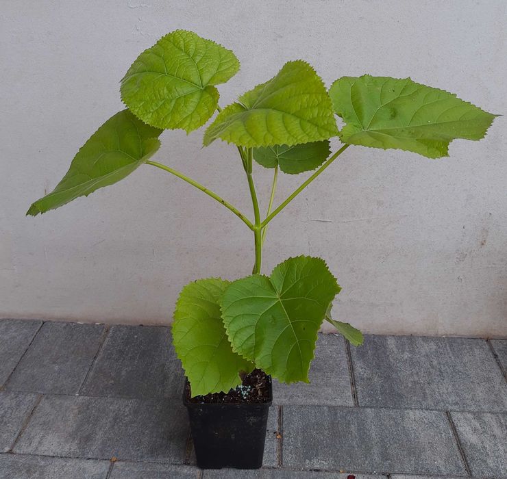 Oxy tree drzewo tlenowe ShanTong Paulownia sadzonki