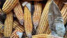 Продам кукурузу в качанах