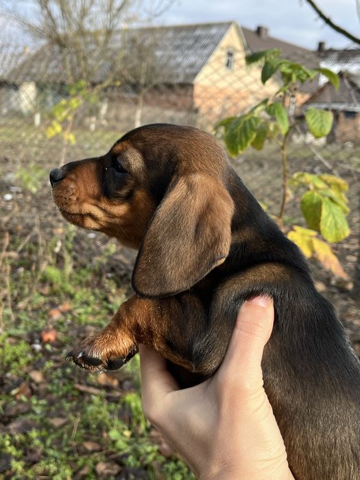 Такса , цуценя, чудовий хлопчик