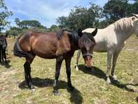 2 Poldras lusitanas