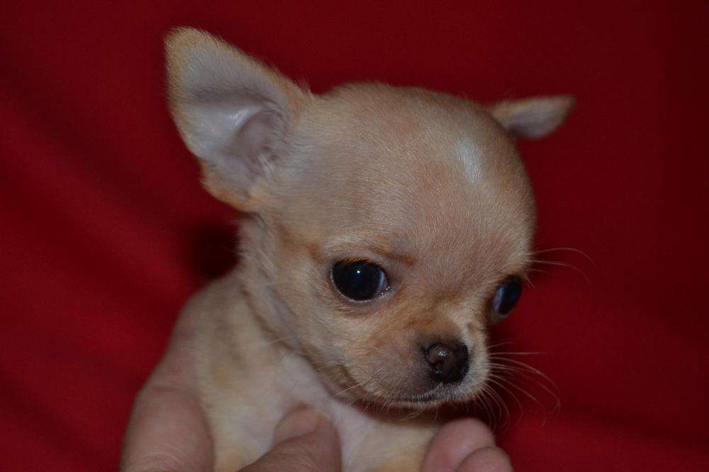 *Породные щенки чихуахуа: питомник