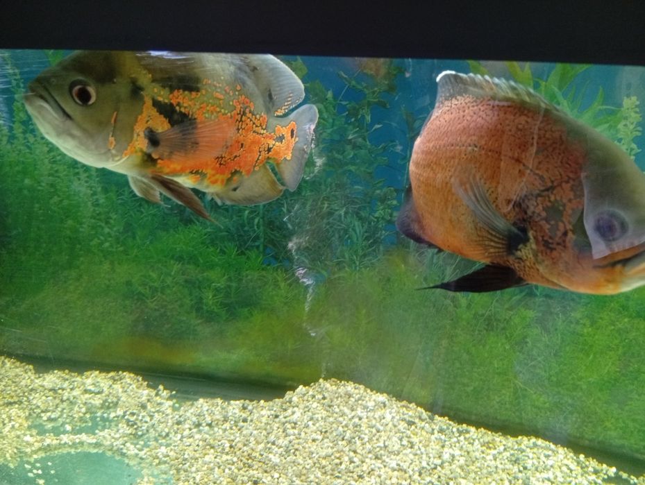 Peixe água quente Oscar