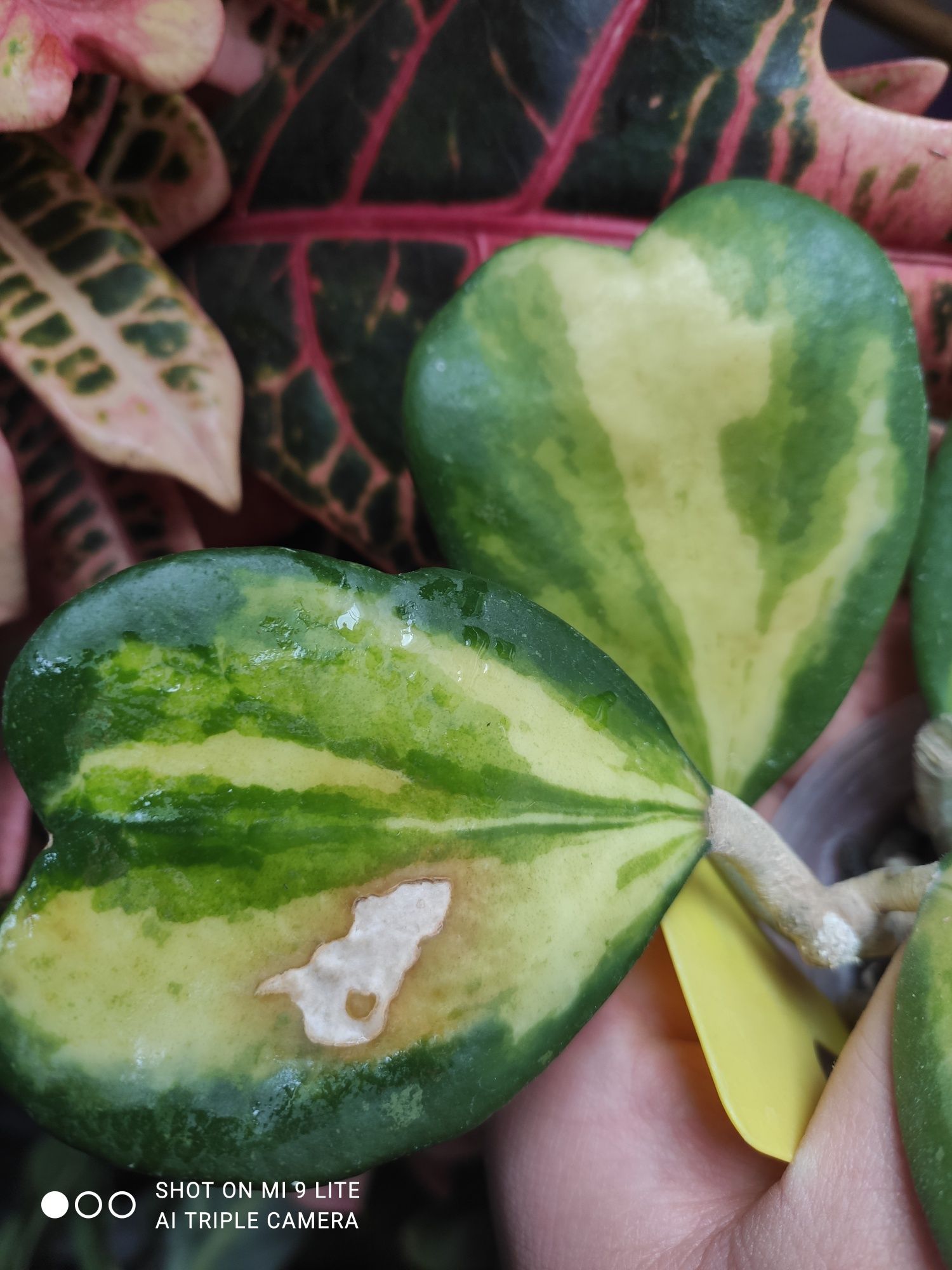 Hoya kerri permament yellow