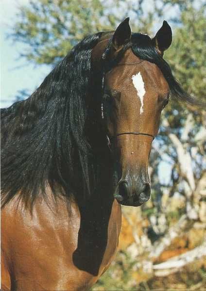 pocztówka koń konie arab Boiselle
