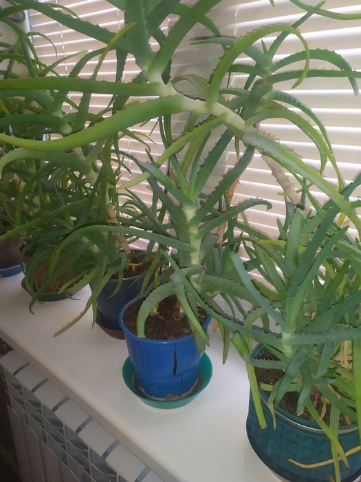 Алое-Столетник Лечебный