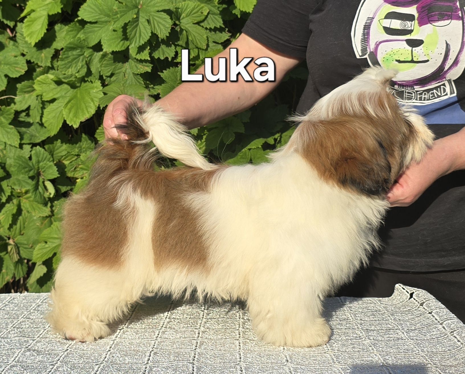 Piesek Shih tzu ZKWP